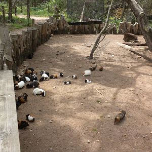 Guinea Pigs