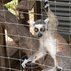 Ring-Tailed Lemur