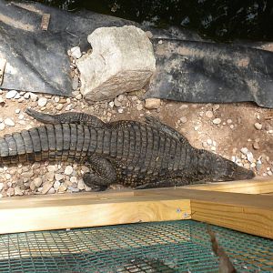 Madagascar Nile Crocodile