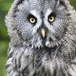 Great Grey Owl