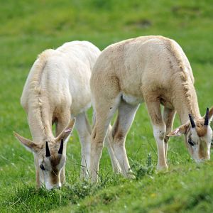 Scimatar Horned Oryx Young
