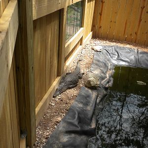 Madagascar Nile Crocodile