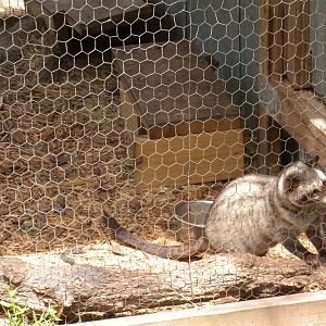 Asian Palm Civet