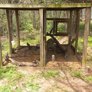 Fanaloka/Asian Palm Civet exhibit