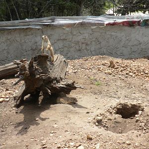 Prairie Dog