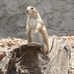 Prairie Dog