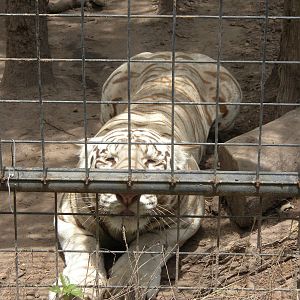 White Tiger