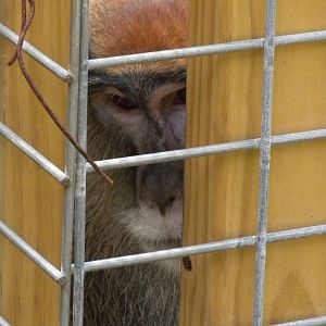 Patas Monkey
