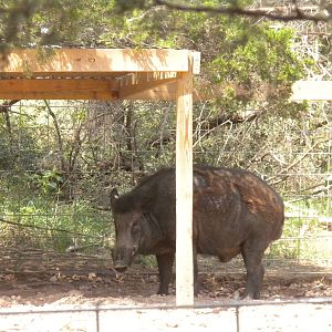 European Wild Boar