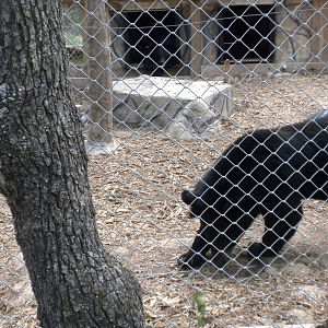 Asian Black Bear