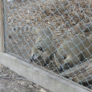 Andean Ring-Tailed Coati