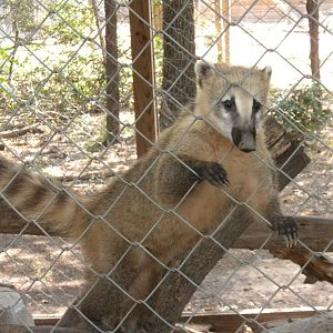 Andean Ring-Tailed Coati