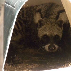 African Civet