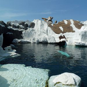 Media 'Wild Arctic - Beluga Whale Exhibit' in category 'SeaWorld San Diego'