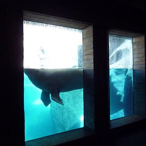 Wild Arctic - Walrus Exhibit