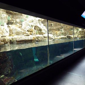 Tufted Puffin/Common Murre/Rhinoceros Auklet Exhibit