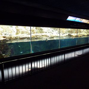 Tufted Puffin/Common Murre/Rhinoceros Auklet Exhibit