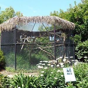Chestnut-Mandibled Toucan Exhibit