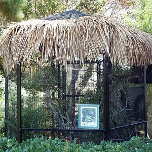 Chestnut-Breasted Malkoha Exhibit