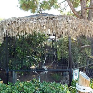 Crested Wood-Partridge/Green Woodhoopoe Exhibit