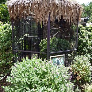 Green Woodhoopoe Exhibit