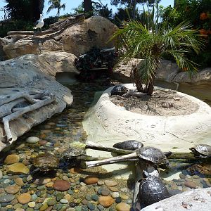 Turtle Exhibit