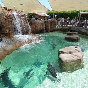 Pacific Point - California Sea Lion/Harbor Seal Exhibit