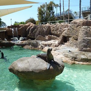 Pacific Point - California Sea Lion Exhibit