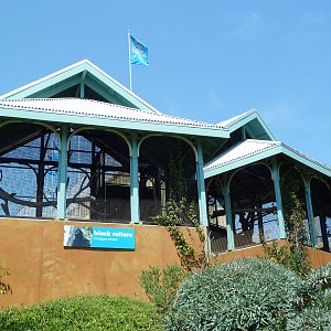 Black Vulture Exhibits
