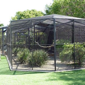 East African Crowned Crane Exhibit