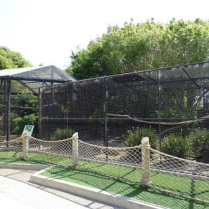 East African Crowned Crane Exhibit