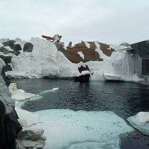 Wild Arctic - Beluga Whale Exhibit