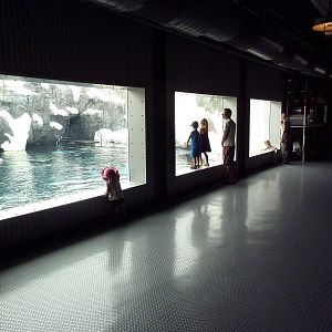 Wild Arctic - Beluga Whale Exhibit