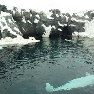 Wild Arctic - Beluga Whale Exhibit