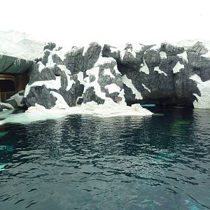 Wild Arctic - Beluga Whale Exhibit
