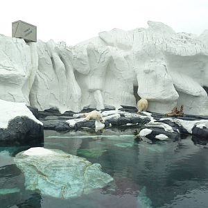 Wild Arctic - Polar Bear Exhibit