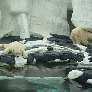Wild Arctic - Polar Bears
