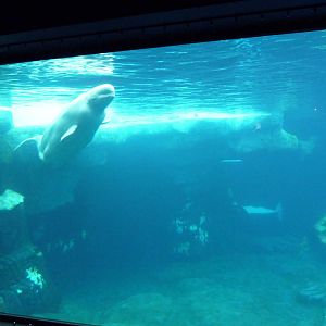 Wild Arctic - Beluga Whale Exhibit