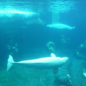 Wild Arctic - Beluga Whale Exhibit