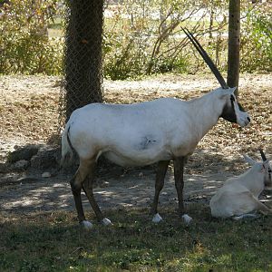 arabian oryx