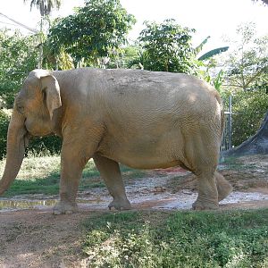 asian elephant