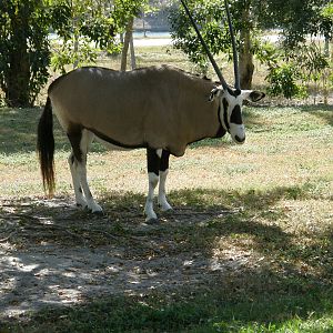 gemsbok