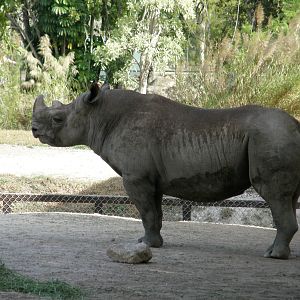 black rhino