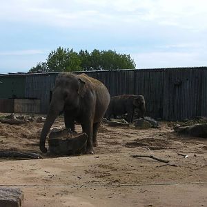 Asian Elephant Enclosure - 26.08.2011