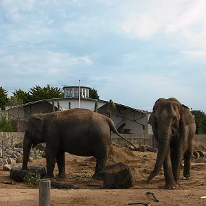 Asian Elephant Enclosure - 26.08.2011