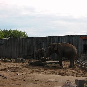 Asian Elephant Enclosure -26.08.2011