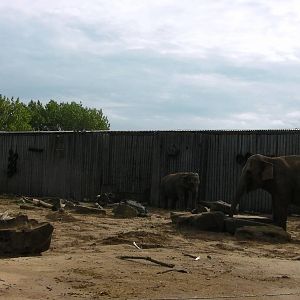 Asian Elephant Enclosure -26.08.2011