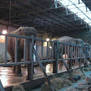 Asian Elephant House -26.08.2011