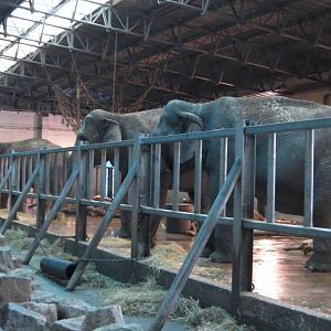 Asian Elephant House -26.08.2011