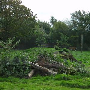 Tiger Enclosure -26.08.2011